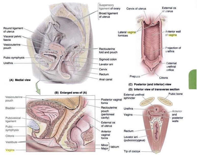 Internal View Of Penis In Vagina 53