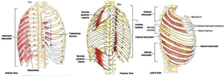 muscles-of-thoracic-wall