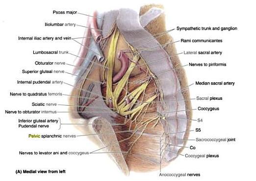 sacral plexus image