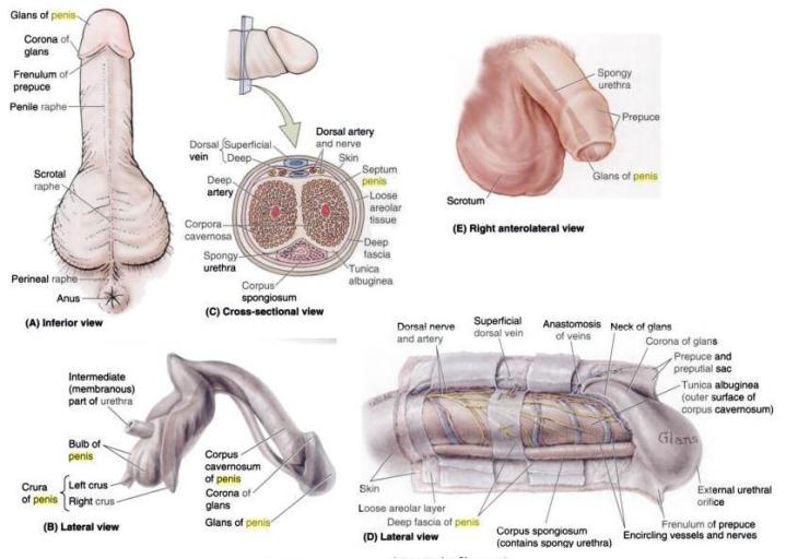 penis-anatomy.jpg