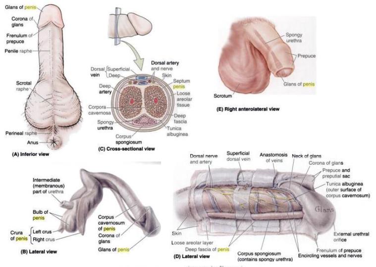 "penis" anatomy ile ilgili görsel sonucu