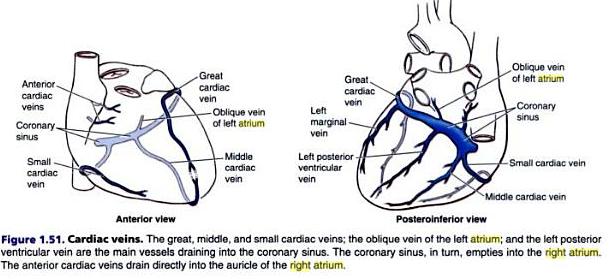 conducting system of heart. +conduction+system Heart