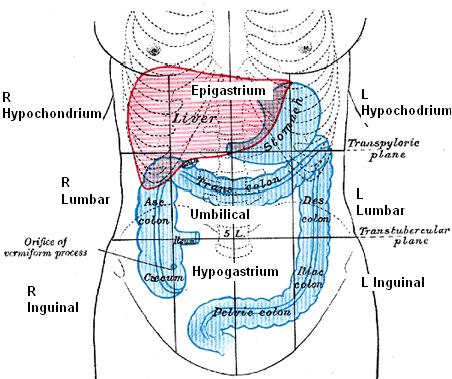 abdomen-regions1.jpg
