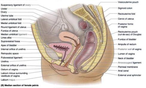 female-sagittal-section