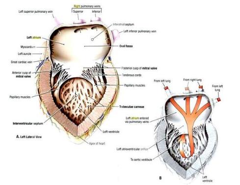 l-atrium-and-ventricle