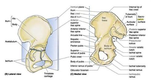 parts-of-hip-bones